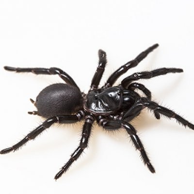 Black-coloured funnel web spider on a white background 